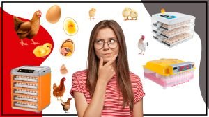 La incubacion de pollos y su Importancia 300x169 - La incubación de pollos y su Importancia