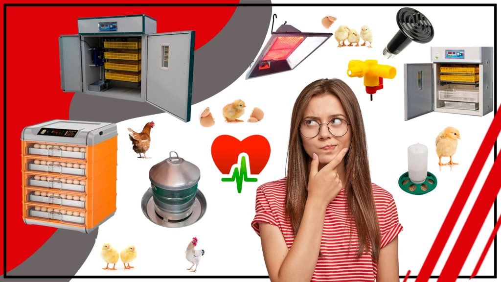 Los accesorios de incubacion y su relacion con la salud de las aves 1024x576 - Los accesorios de incubación y su relación con la salud de las aves