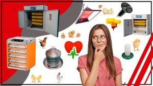 Los accesorios de incubacion y su relacion con la salud de las aves 300x169 - Los accesorios de incubación y su relación con la salud de las aves