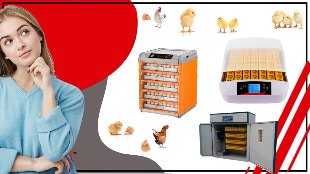 Los mejores accesorios para la incubacion de huevos de gallina as 1024x576 - Los mejores accesorios para la incubación de huevos de gallina