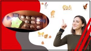 Los mejores materiales para construir un accesorio de incubacion de huevos qw 300x169 - Los mejores materiales para construir un accesorio de incubación de huevos
