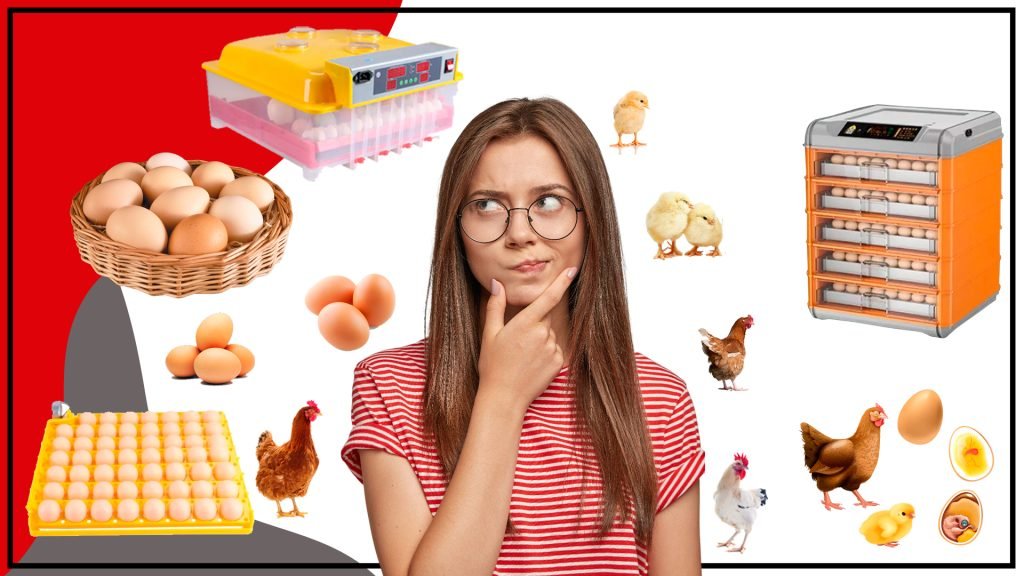 La incubación de huevos: Proceso crucial para el desarrollo de aves Proceso crucial para el desarrollo de aves 1024x576 - La incubación de huevos: Proceso crucial para el desarrollo de aves