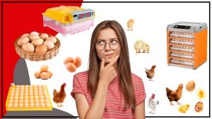 Proceso crucial para el desarrollo de aves 300x169 - La incubación de huevos: Proceso crucial para el desarrollo de aves