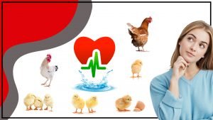 Salud Las gallinas necesitan agua fresca y limpia 300x169 - Salud: Las gallinas necesitan agua fresca y limpia