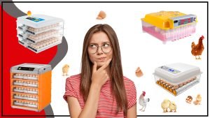 Todo lo que necesitas saber sobre Incubadoras de Pollitos 300x169 - Todo lo que necesitas saber sobre Incubadoras de Pollitos