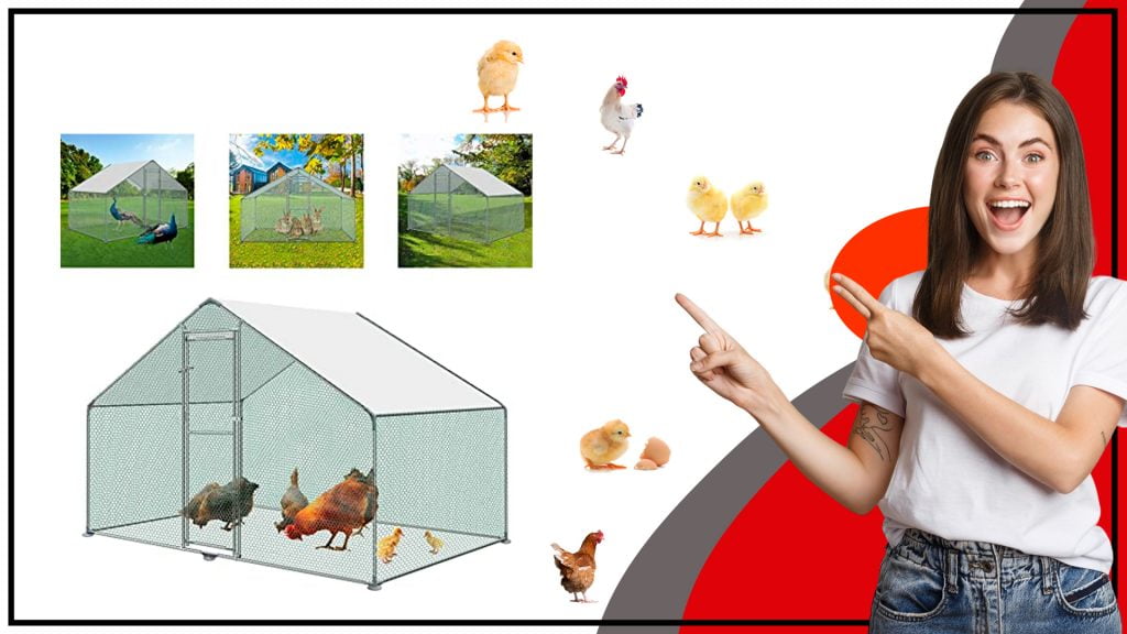Todo lo que necesitas saber sobre el gallinero Todo lo que necesitas saber sobre el gallinero 1024x576 - Todo lo que necesitas saber sobre el gallinero
