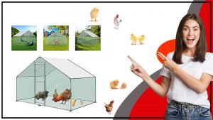 Todo lo que necesitas saber sobre el gallinero 300x169 - Todo lo que necesitas saber sobre el gallinero