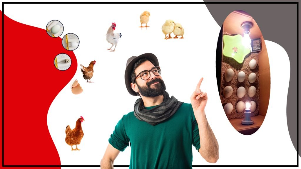 Un proyecto divertido y educativo para toda la familia 1024x576 - La Incubadora de huevos casero: Un proyecto divertido y educativo para toda la familia.