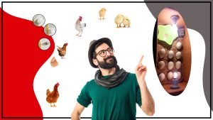 Un proyecto divertido y educativo para toda la familia 300x169 - La Incubadora de huevos casero: Un proyecto divertido y educativo para toda la familia.