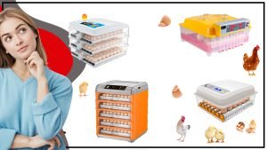 odo lo que necesitas saber 300x169 - Incubadora de huevos de gallina: todo lo que necesitas saber