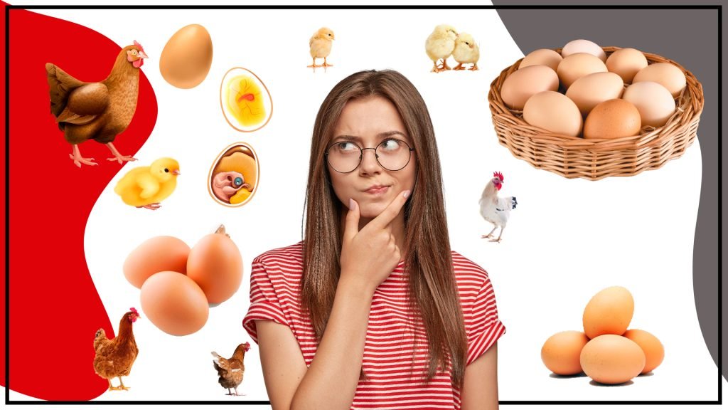 todo lo que necesitas saber sobre ellos 1024x576 - Huevos fértiles: todo lo que necesitas saber sobre ellos