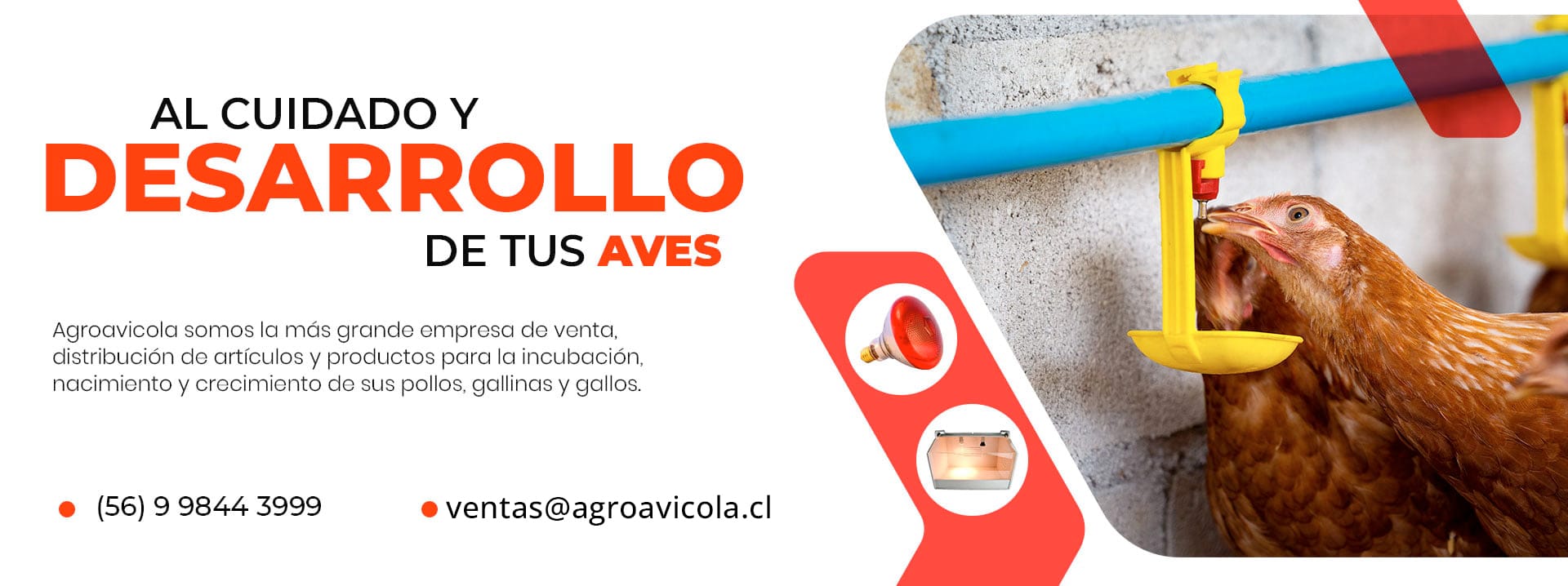 BANERS POLLOS AGROAVICOLA POLOS 1 1 - Agroavicola