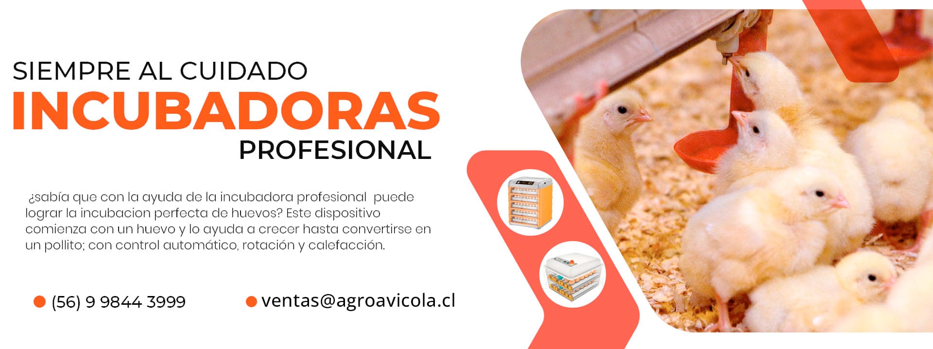 BANERS POLLOS AGROAVICOLA incubadoras 1 1 - Agroavicola